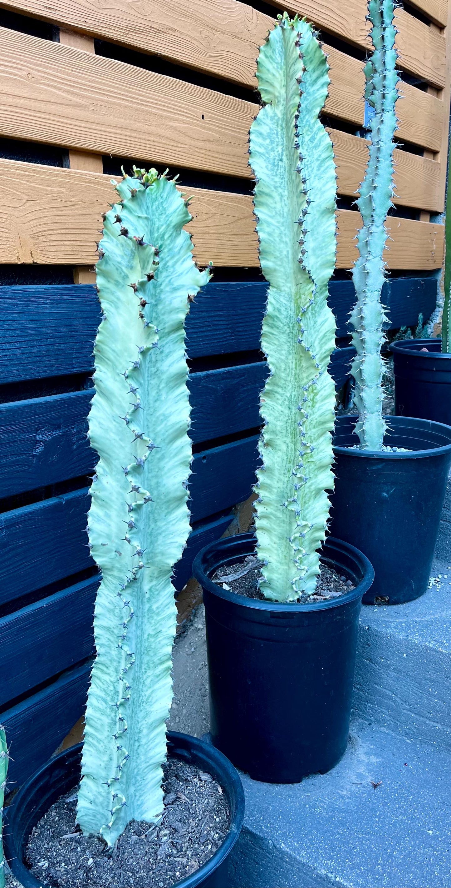 Perfect Euphorbia Ammak Variegated Cactus | Rooted live plant