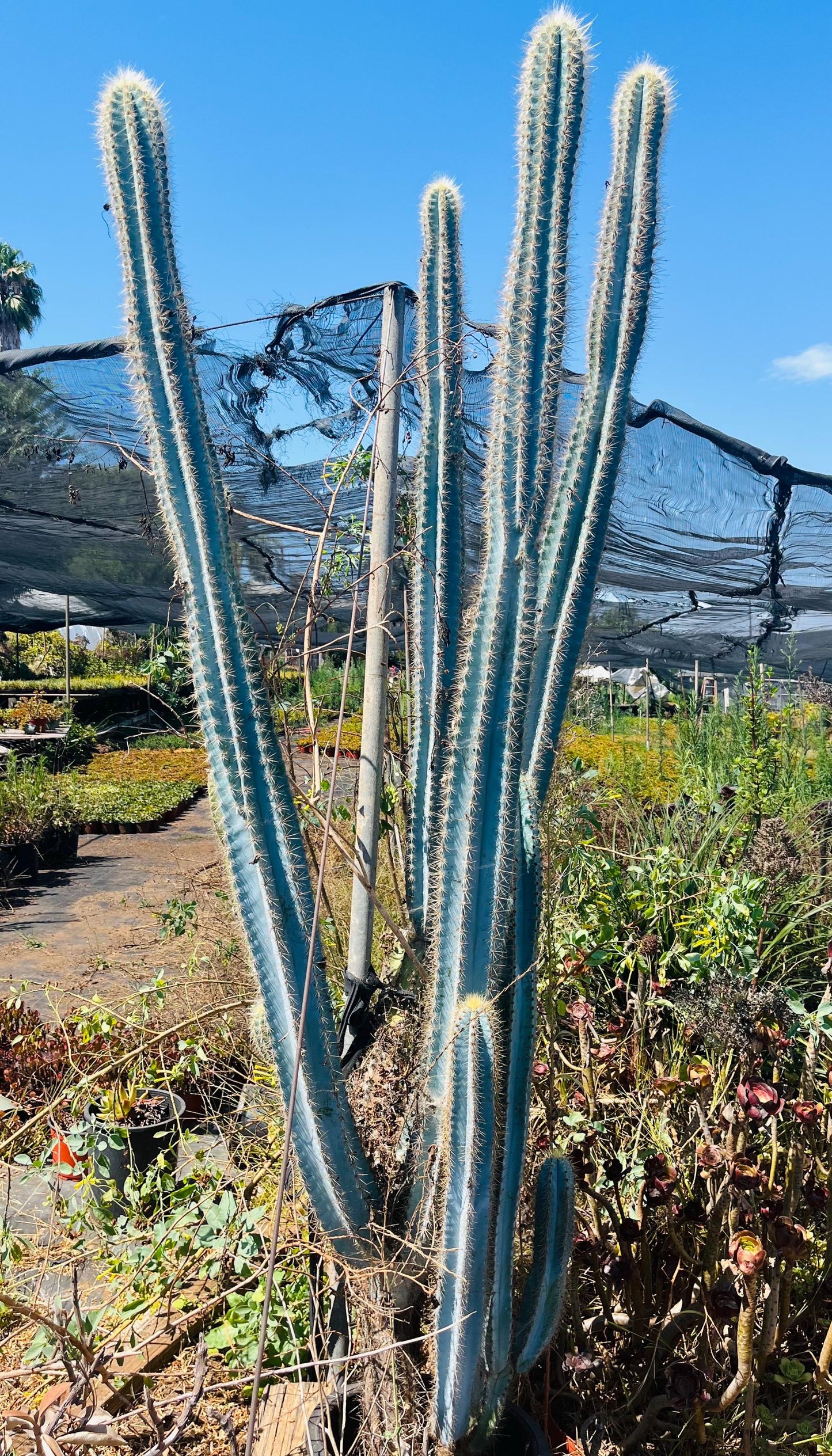Vivid Blue Torch Cactus | Rare live plant ready to play DIY, Garden, Houseplant, Cactus Collection, Landscape, Gift
