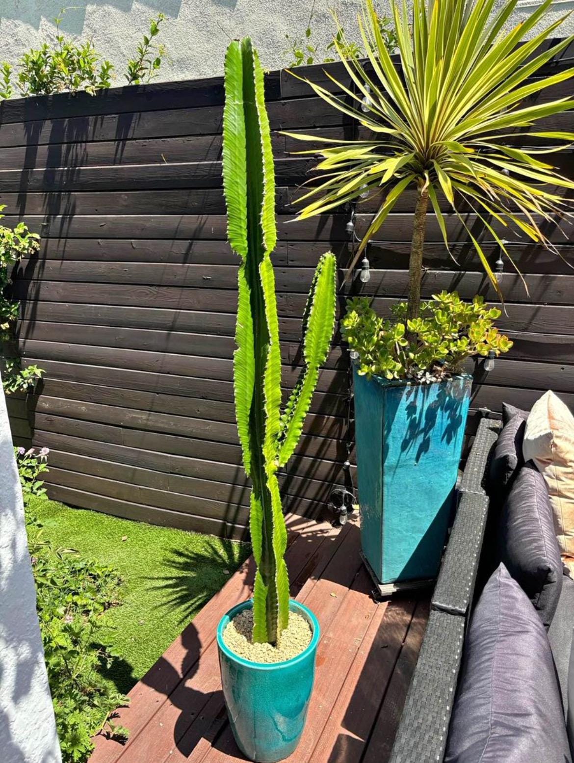Candelabra Tree Cutting - Euphorbia Ingens | Several Sizes | Succulent, cactus tree, house plant, gift, garden, DIY