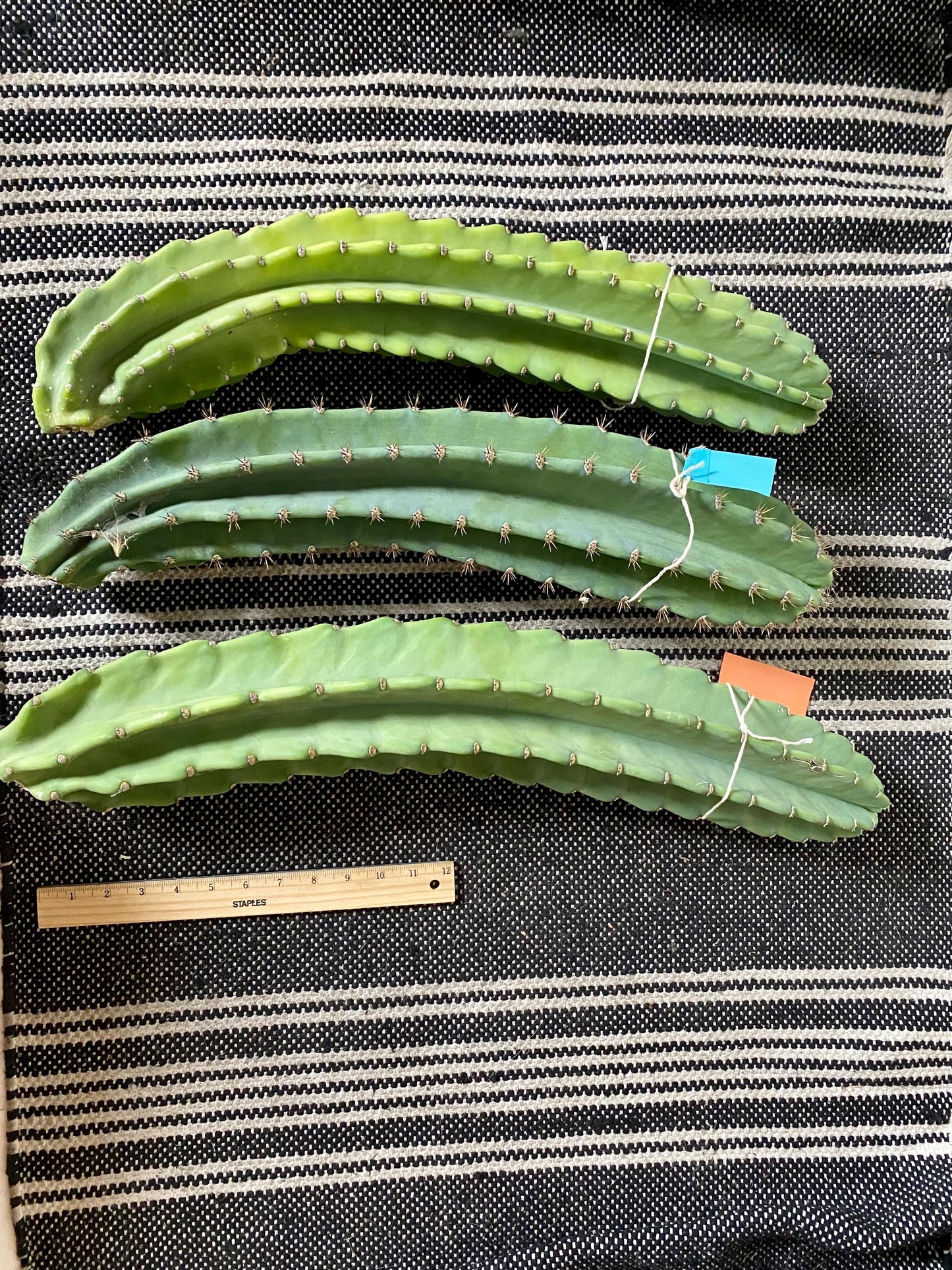 1ft-4ft Cereus Peruvianus | Giant Peruvian Apple Cactus Cuttings