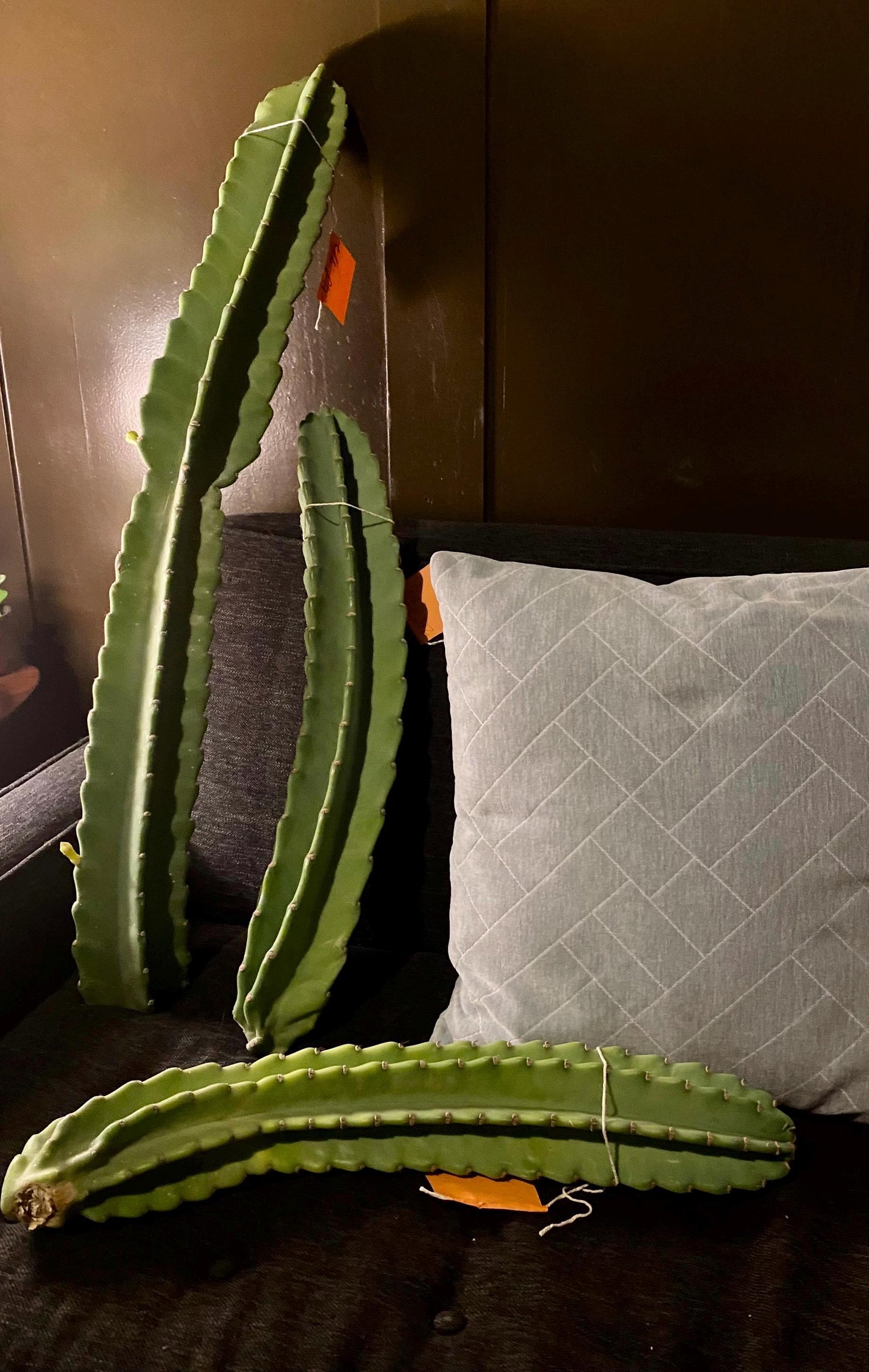 1ft-4ft Cereus Peruvianus | Giant Peruvian Apple Cactus Cuttings