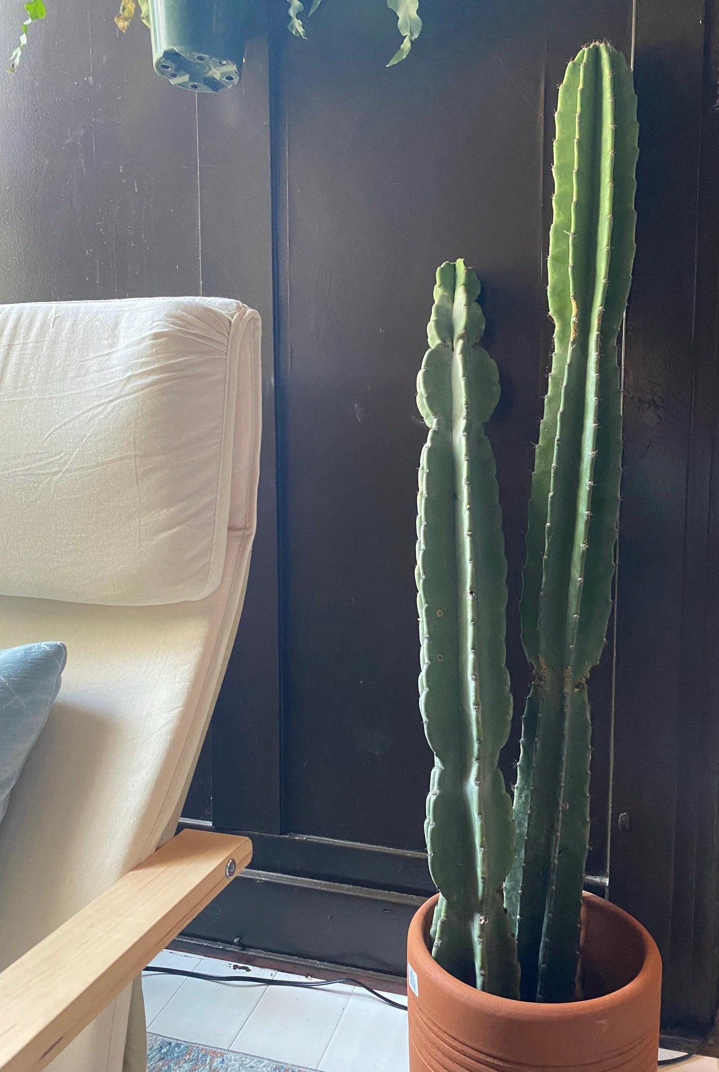 1ft-4ft Cereus Peruvianus | Giant Peruvian Apple Cactus Cuttings