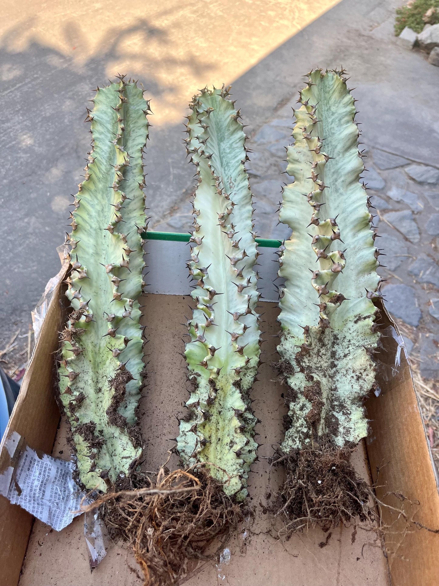 Perfect Euphorbia Ammak Variegated Cactus | Rooted live plant