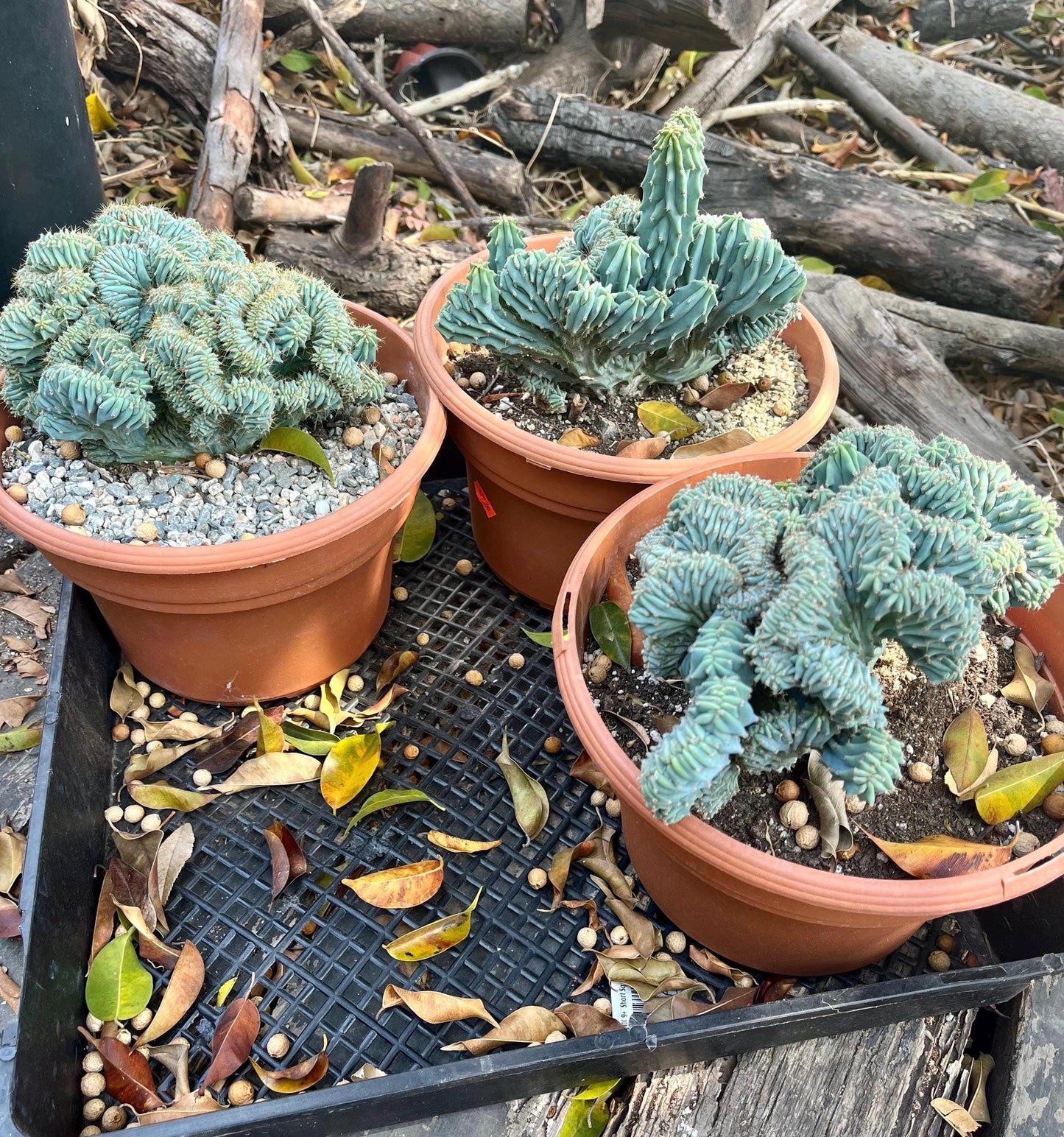 Crested Blue Candle Cactus | Myrtillocactus Geometrizans Cristata Incredible rare cactus succulent, gardening, DIY