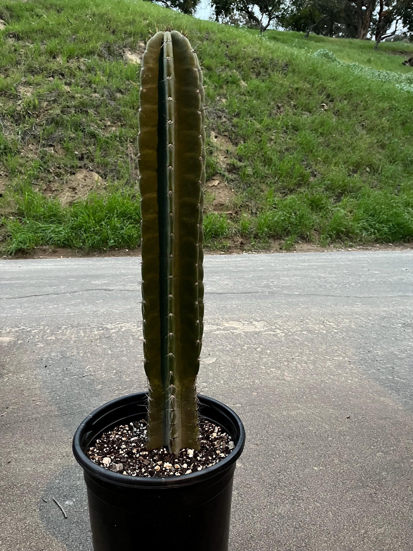 Rooted Cereus Peruvianus | Giant Peruvian Apple Cactus - live plant in variety of sizes