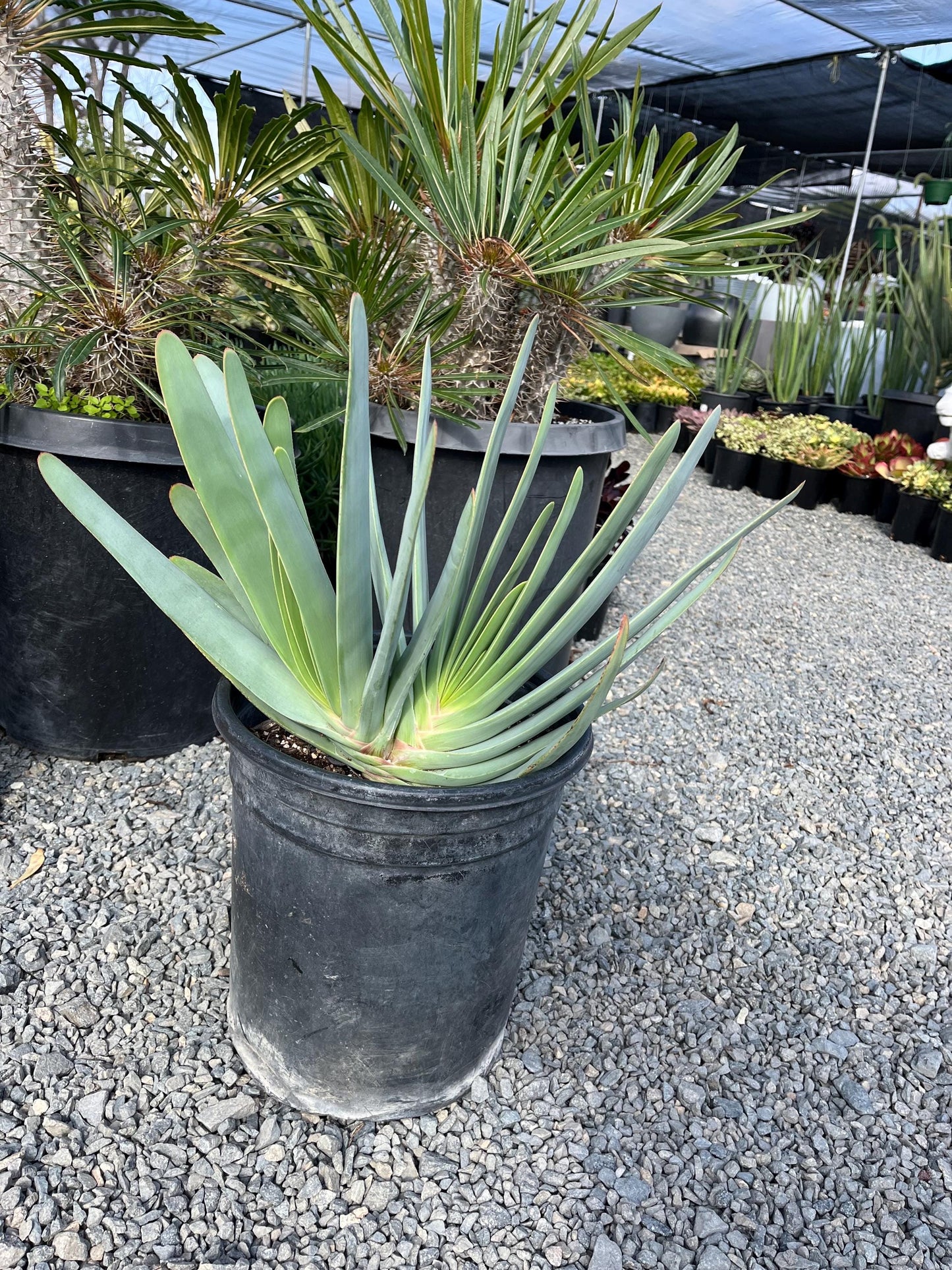 Fan Aloe | Unrivaled size and shape - Mature Live Aloe Kumara plicatilis