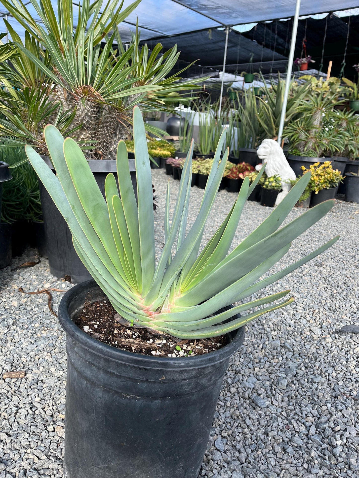 Fan Aloe | Unrivaled size and shape - Mature Live Aloe Kumara plicatilis