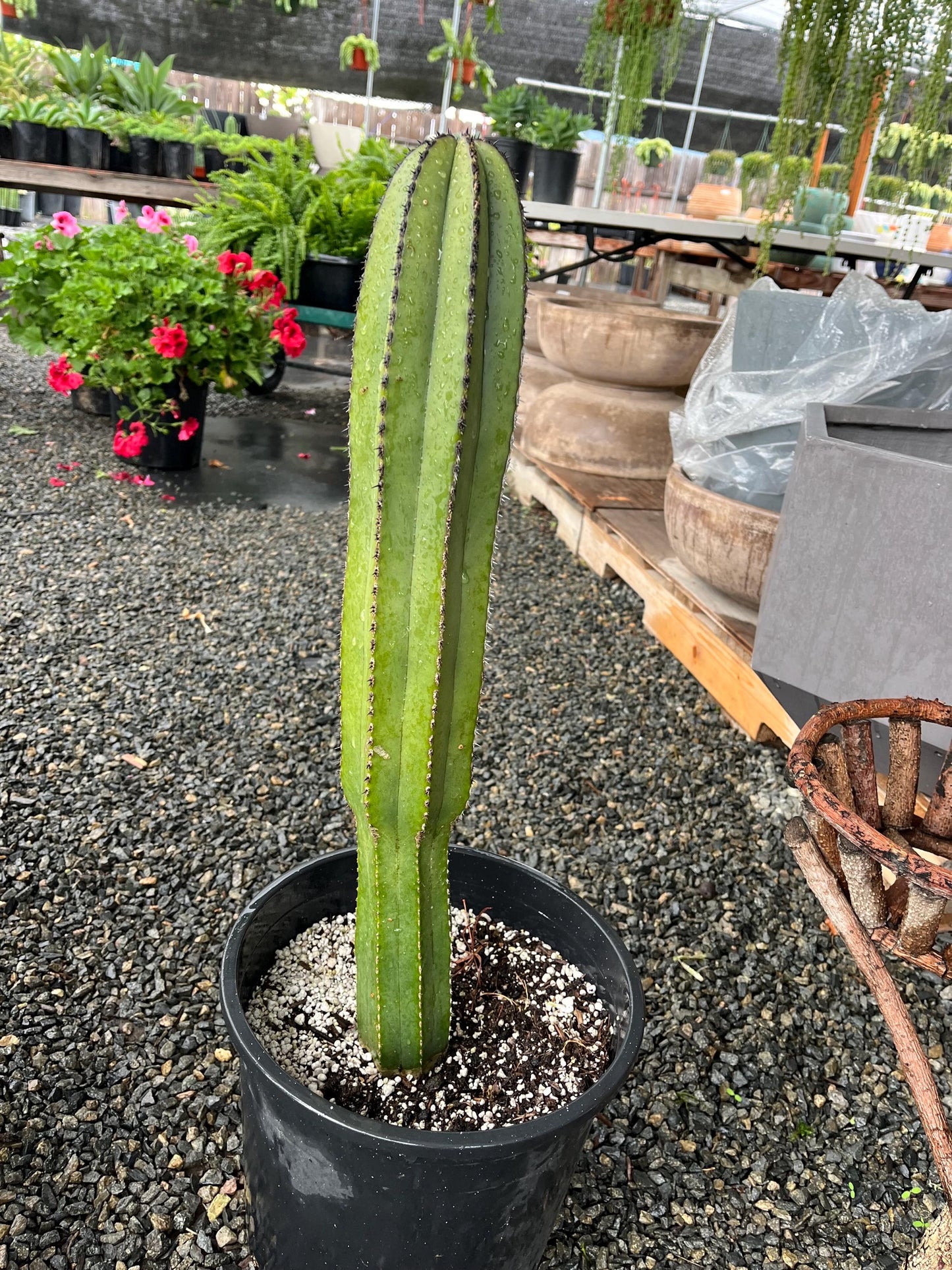 Magnificent Mexican Fence Post Cactus | Pachycereus marginatus | succulent, Architectural plant, DIY, container or landscape garden