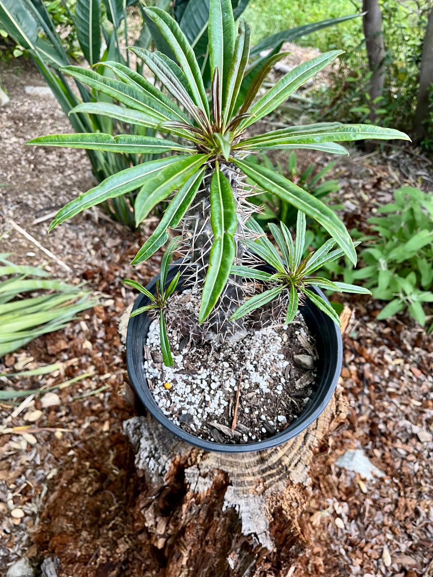 Branching Madagascar Palm | Pachypodium Lamerei Succulent Tree | Unique Drought-Tolerant Houseplant | Exotic Indoor or Patio Outdoor Plant