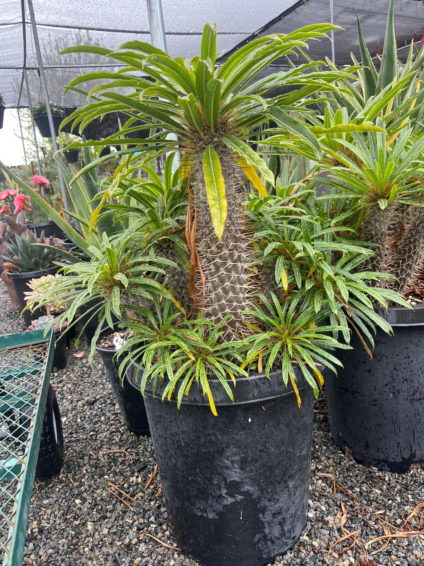 Branching Madagascar Palm | Pachypodium Lamerei Succulent Tree | Unique Drought-Tolerant Houseplant | Exotic Indoor or Patio Outdoor Plant
