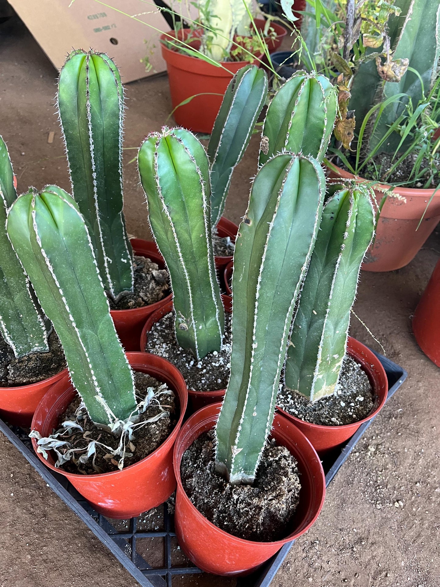 Magnificent Mexican Fence Post Cactus | Pachycereus marginatus | succulent, Architectural plant, DIY, container or landscape garden