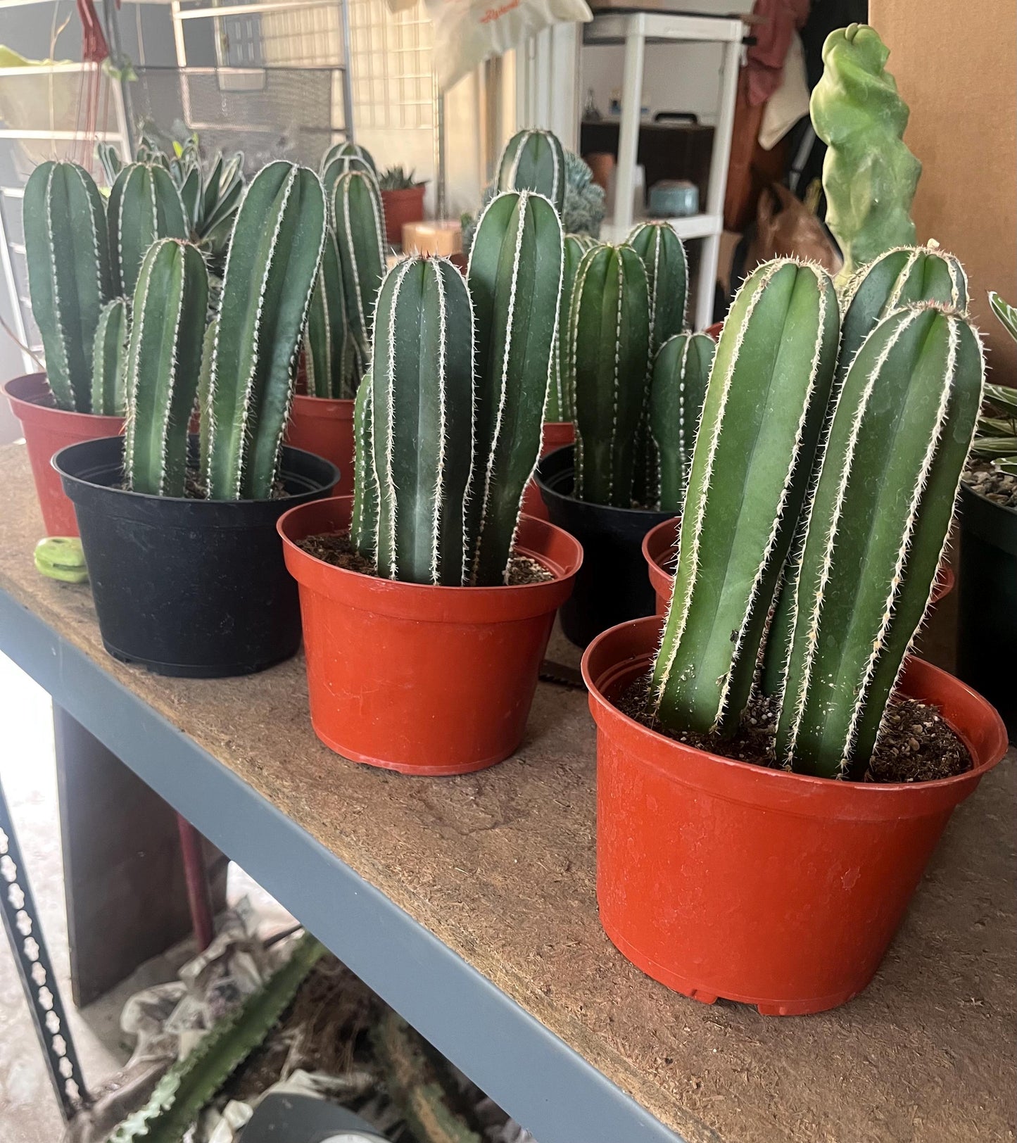 Magnificent Mexican Fence Post Cactus | Pachycereus marginatus | succulent, Architectural plant, DIY, container or landscape garden