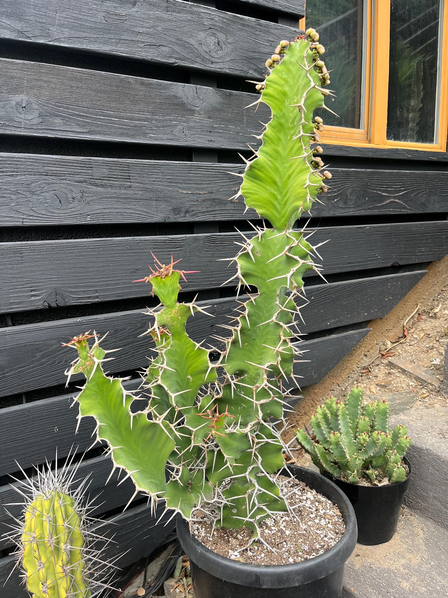 Cow's Horn Cactus | Euphorbia Grandicornis | Exquisite Cactus-like Succulent