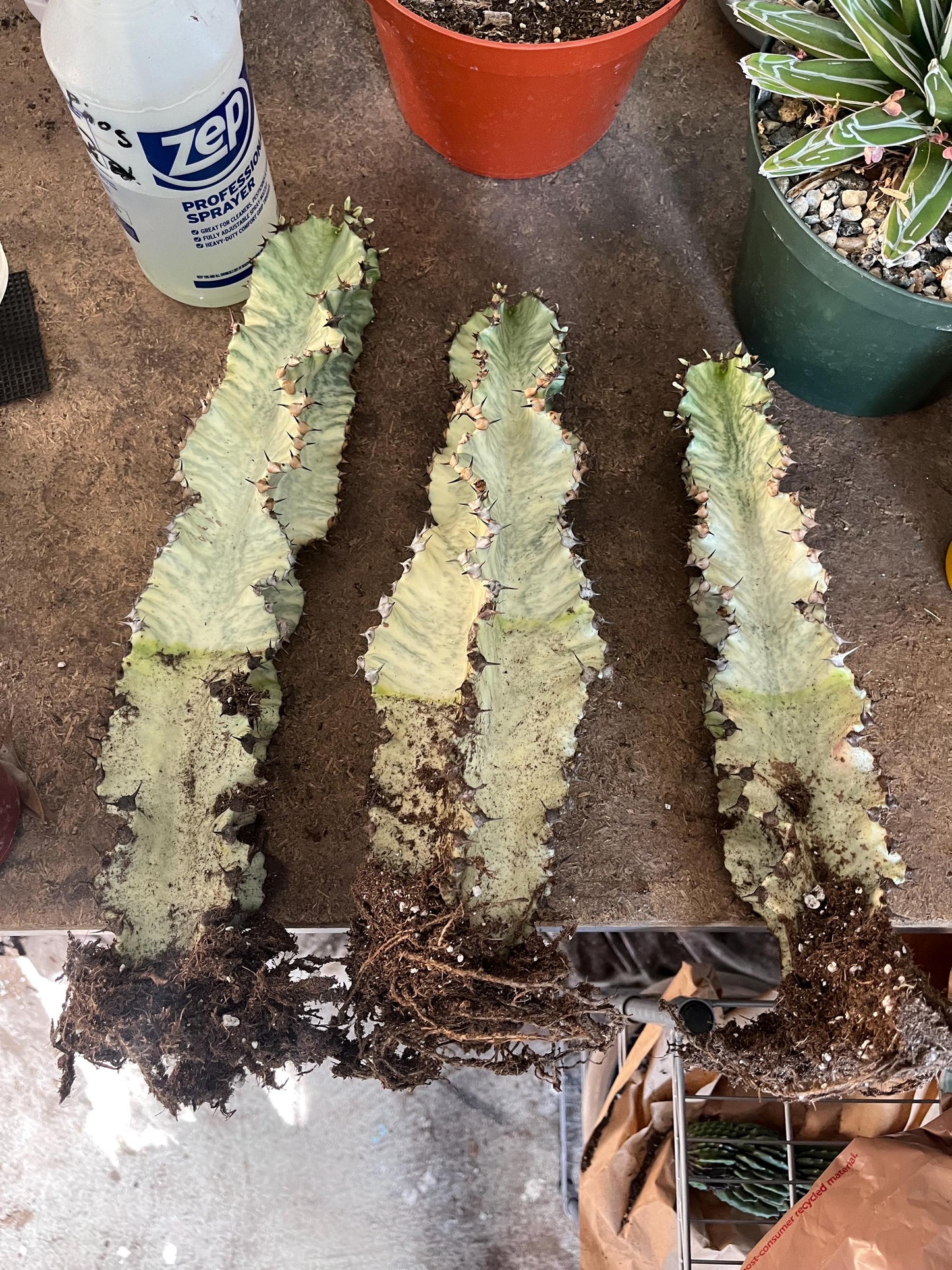 Perfect Euphorbia Ammak Variegated Cactus | Rooted live plant