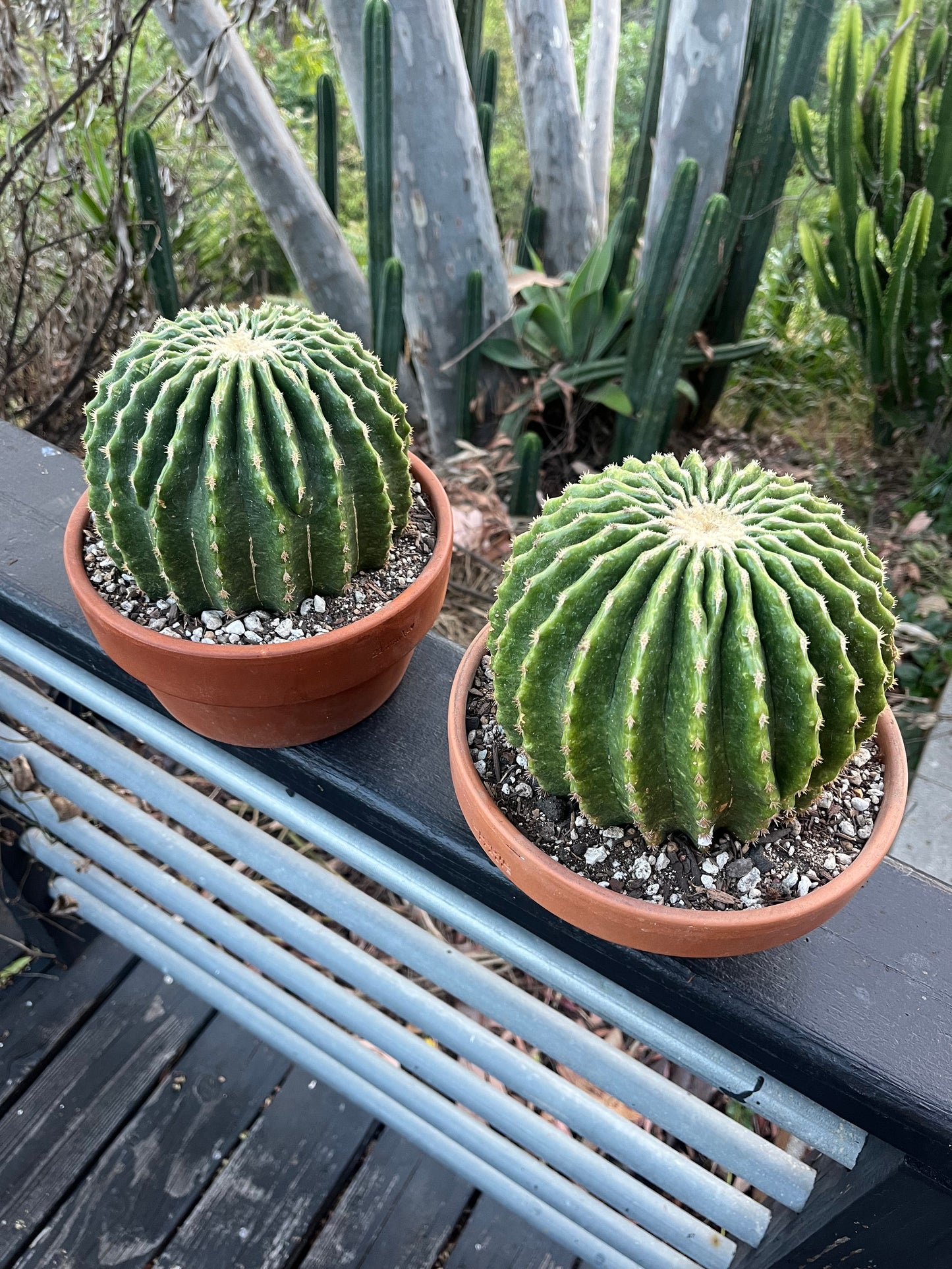 Spineless Golden Barrel Cactus | Echinocactus grusonii var. subinermis | Architectural Plant