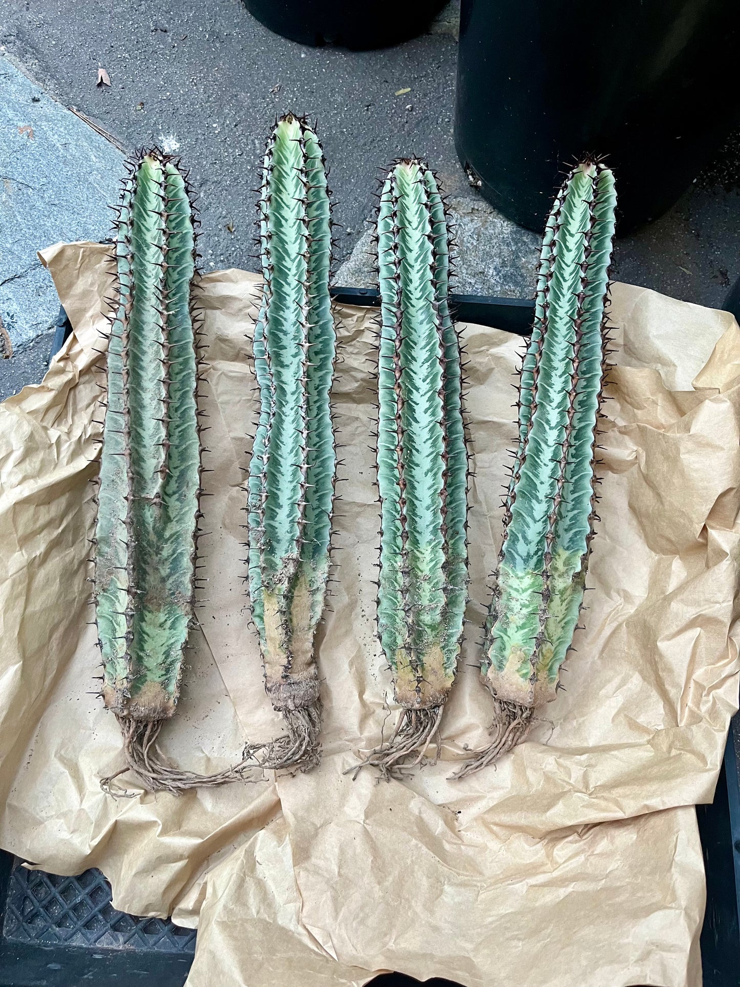 Enchanting Zebra Cactus - Euphorbia confinalis ssp. rhodesia