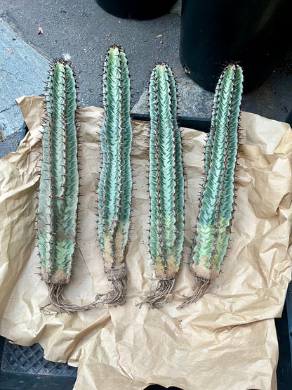 Enchanting Zebra Cactus - Euphorbia confinalis ssp. rhodesia