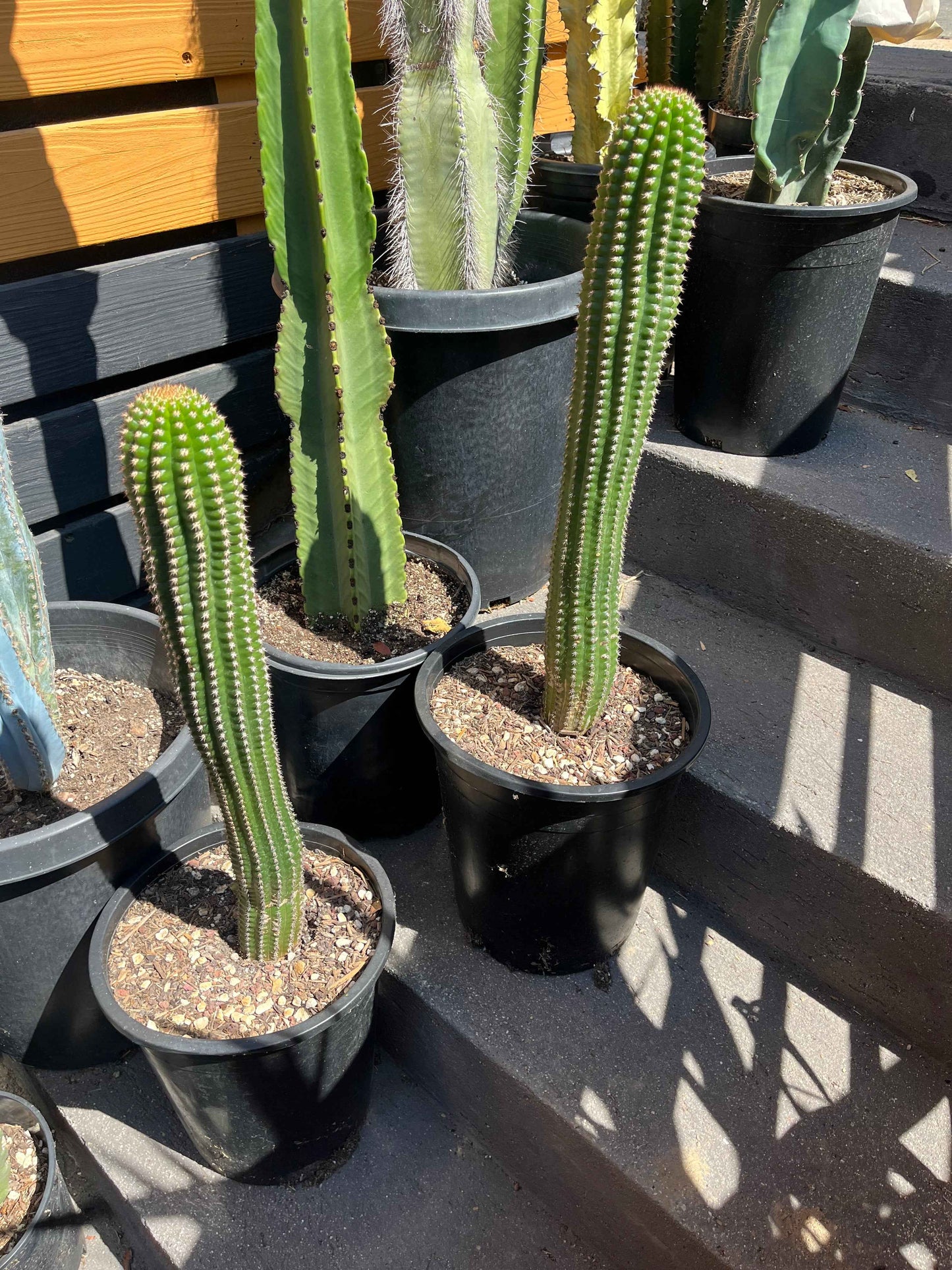 Indian Comb Cactus Large Single Stem - Trichocereus brevispinulosus | Rare Live Columnar Cactus