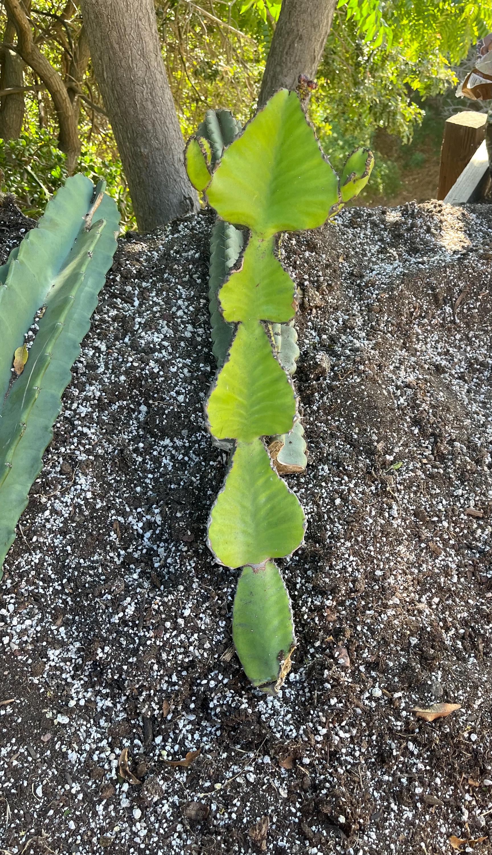 Euphorbia Cooperi Cuttings and Rooted Plants - Cactology