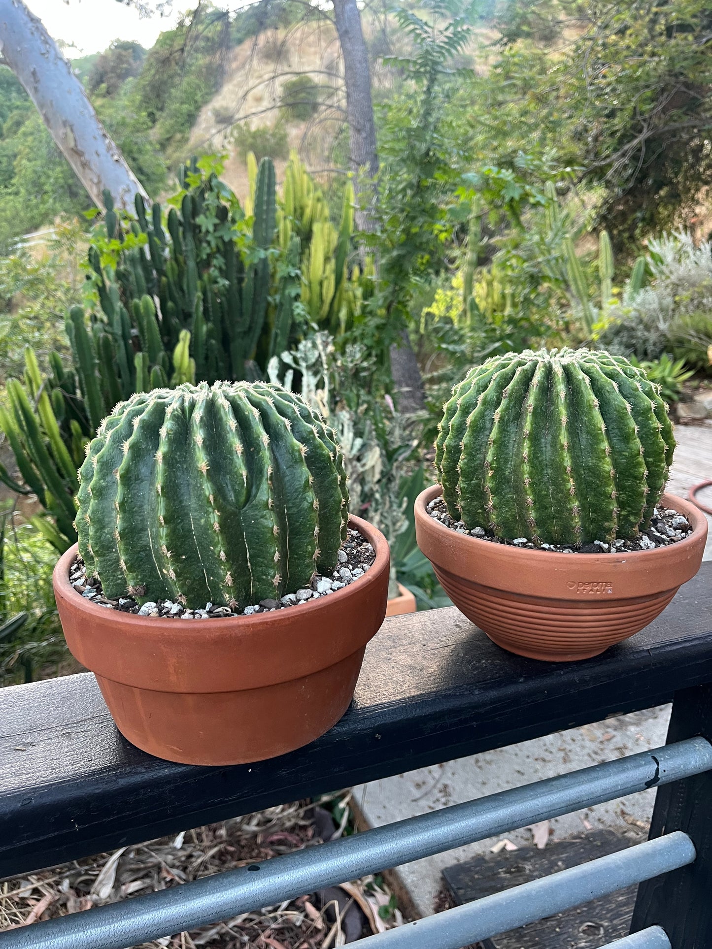Spineless Golden Barrel Cactus | Echinocactus grusonii var. subinermis | Architectural Plant
