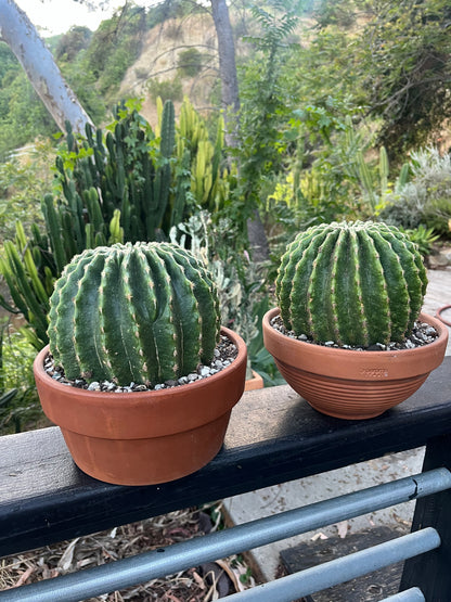Spineless Golden Barrel Cactus | Echinocactus grusonii var. subinermis | Architectural Plant