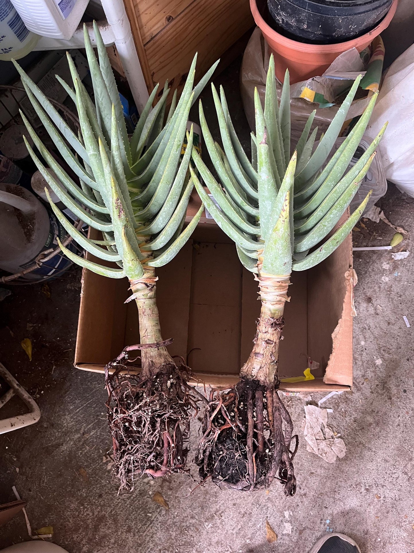 Mature Aloe Dichotoma - Drought Tolerant Tree Aloe 16-18” Tall - Cactology