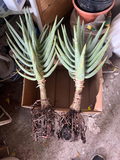 Mature Aloe Dichotoma - Drought Tolerant Tree Aloe 16-18” Tall - Cactology