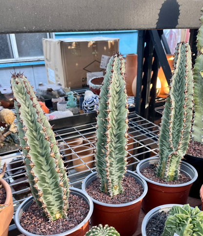 Enchanting Zebra Cactus - Euphorbia confinalis ssp. rhodesia