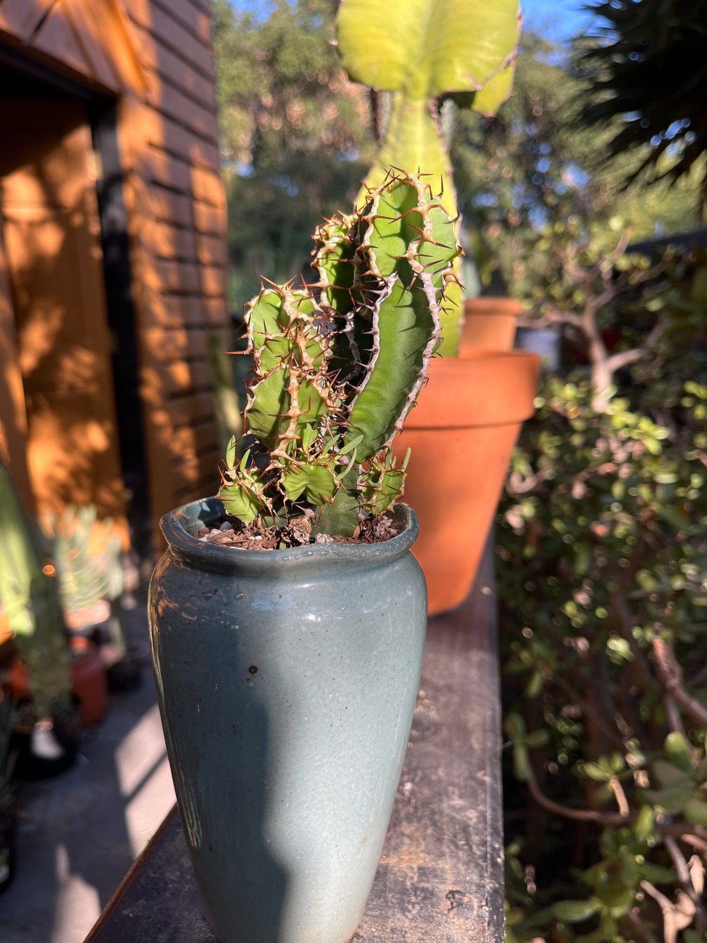 Branching Euphorbia graniticola — Mature Rare Caudex-forming Succulent