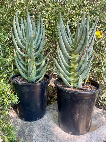 Mature Aloe Dichotoma - Drought Tolerant Tree Aloe 16-18” Tall - Cactology