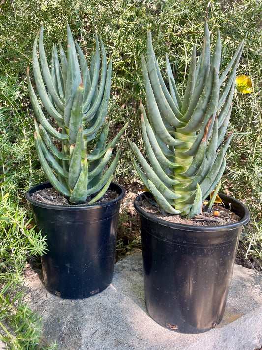 Mature Aloe Dichotoma - Drought Tolerant Tree Aloe 16-18” Tall - Cactology