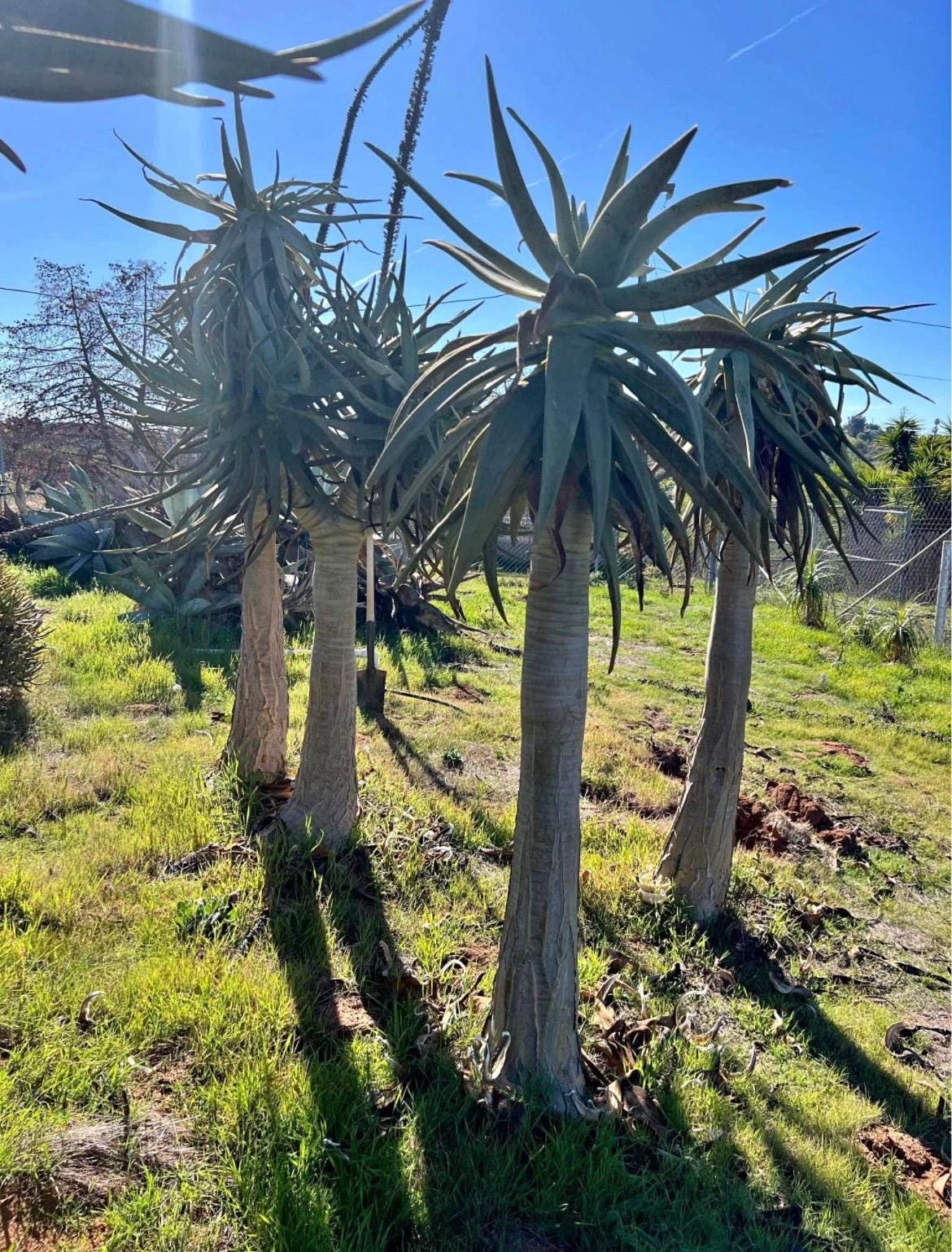 Mature Aloe Dichotoma - Drought Tolerant Tree Aloe 16-18” Tall - Cactology