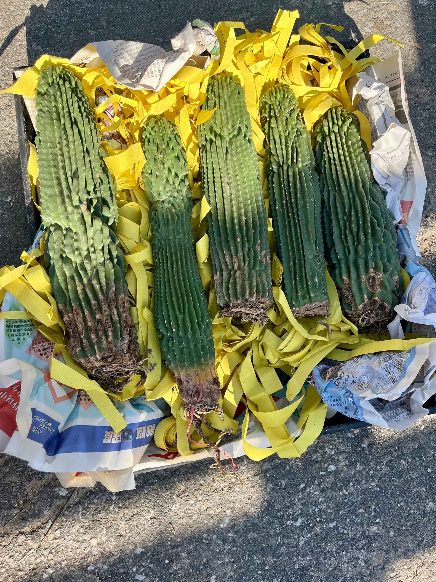 Neobuxbaumia polylopha Inermis | Spineless Golden Saguaro | Holy Grail Collector Cactus | Rare Mutated Plant
