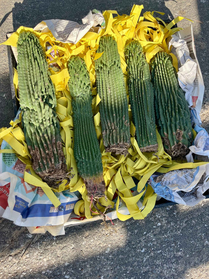 Neobuxbaumia polylopha Inermis | Spineless Golden Saguaro | Holy Grail Collector Cactus | Rare Mutated Plant