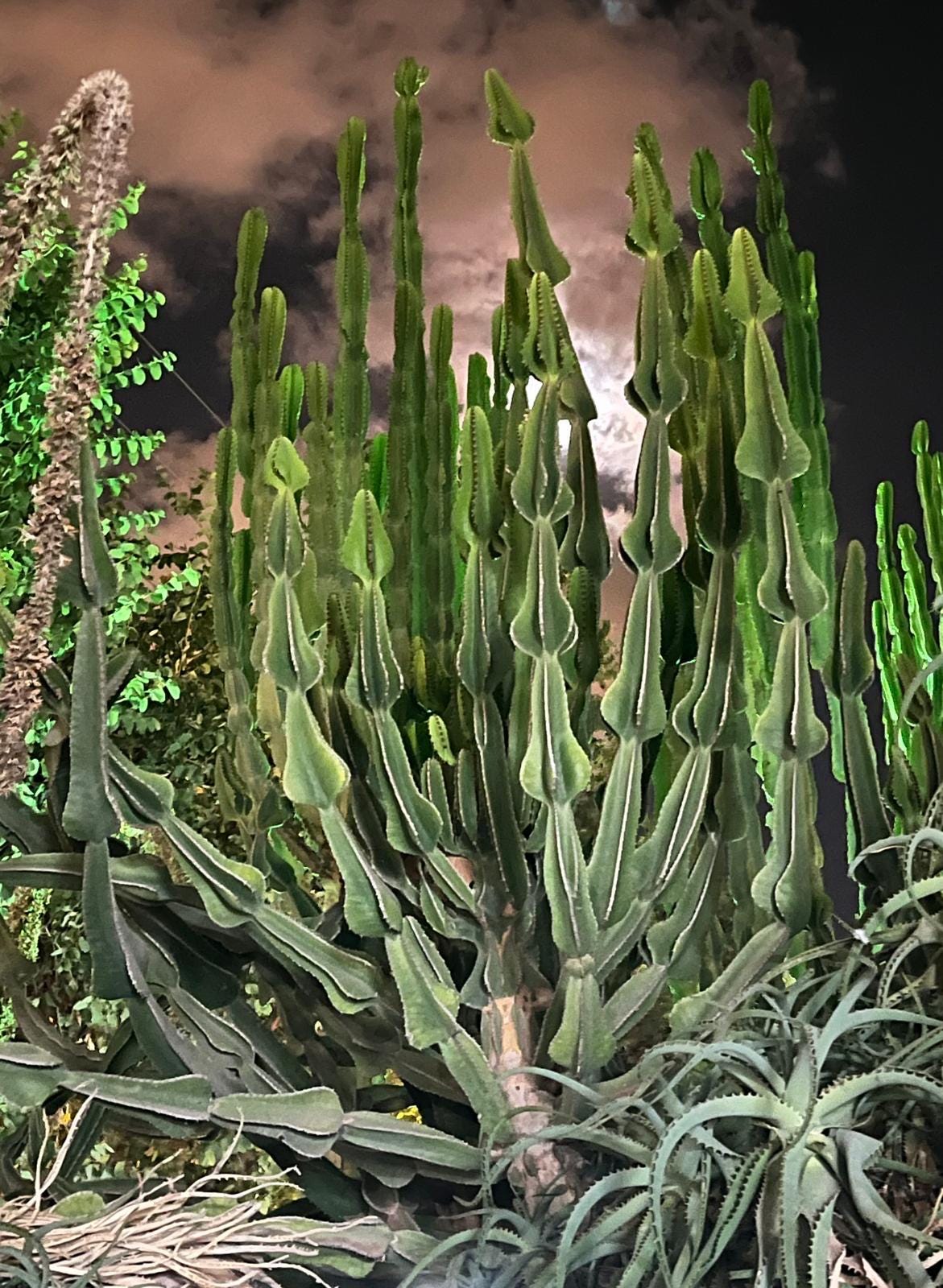 Euphorbia Cooperi Cuttings and Rooted Plants - Cactology