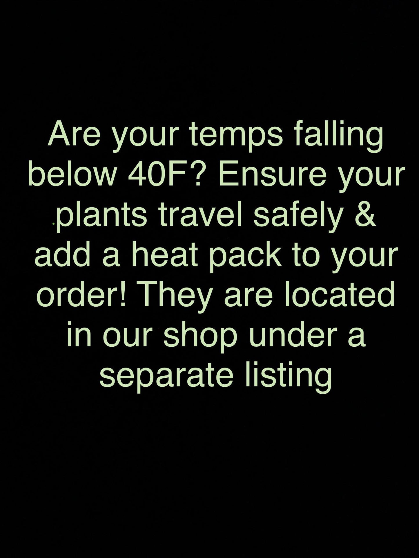 Mature Aloe Dichotoma - Drought Tolerant Tree Aloe 16-18” Tall - Cactology