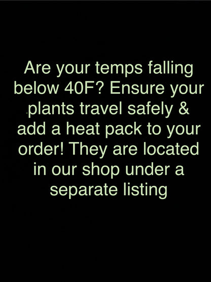 Mature Aloe Dichotoma - Drought Tolerant Tree Aloe 16-18” Tall - Cactology