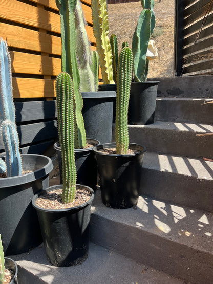 Indian Comb Cactus Large Single Stem - Trichocereus brevispinulosus | Rare Live Columnar Cactus