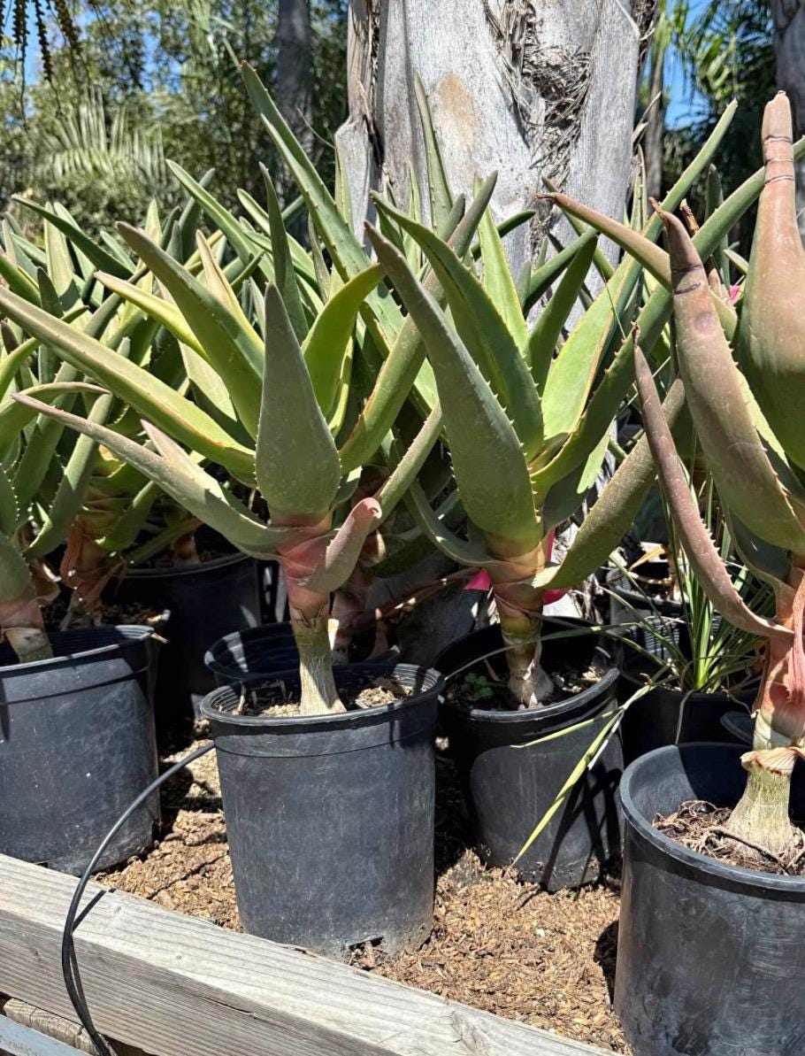Live 'Hercules' Aloe : The Quintessential Tree Aloe - Cactology