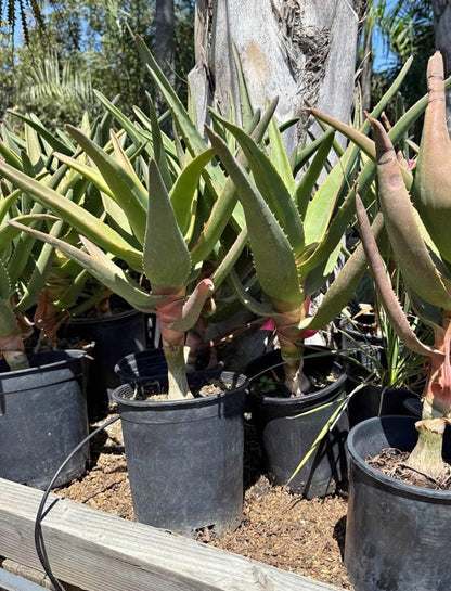 Live 'Hercules' Aloe : The Quintessential Tree Aloe - Cactology