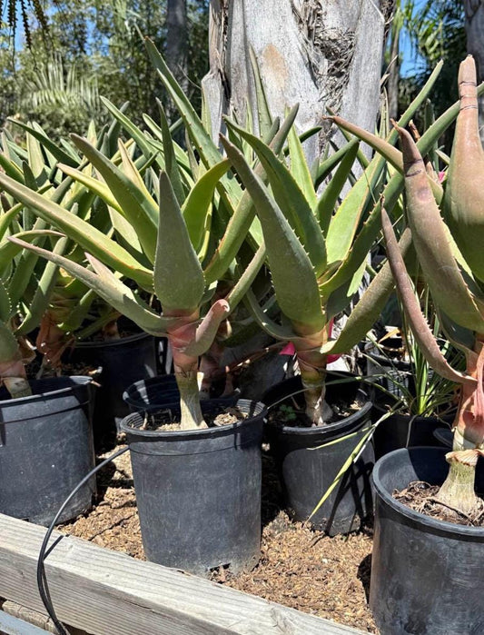 Live 'Hercules' Aloe : The Quintessential Tree Aloe - Cactology