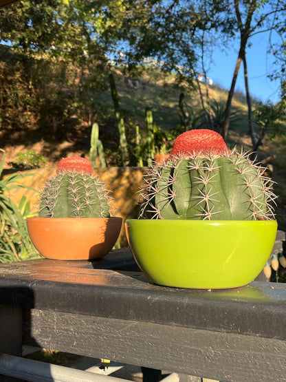 Gargantuan Melocactus matanzanus | Turk’s Cap Cactus with matured Cephalium - Cactology