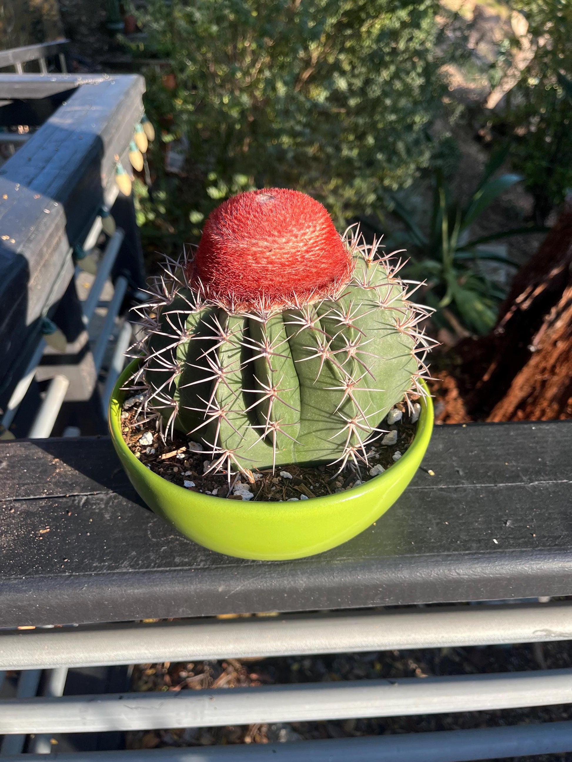 Gargantuan Melocactus matanzanus | Turk’s Cap Cactus with matured Cephalium - Cactology