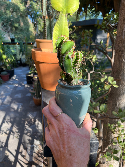 Branching Euphorbia graniticola — Mature Rare Caudex-forming Succulent