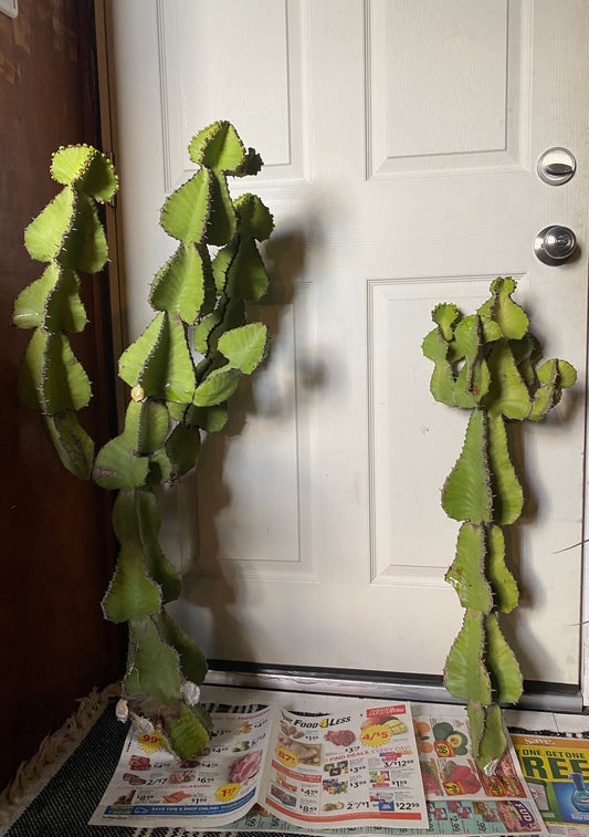 Euphorbia Cooperi Cuttings and Rooted Plants - Cactology