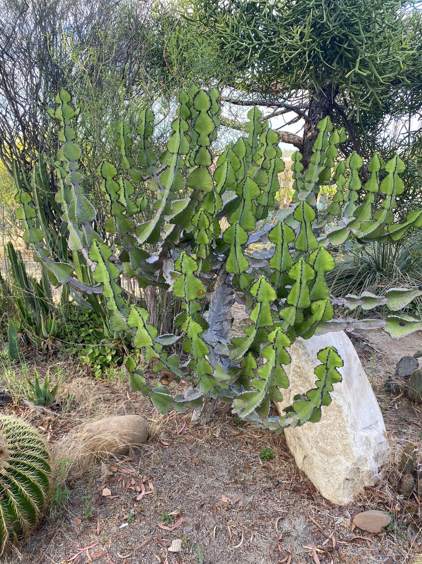 Euphorbia Cooperi Cuttings and Rooted Plants - Cactology