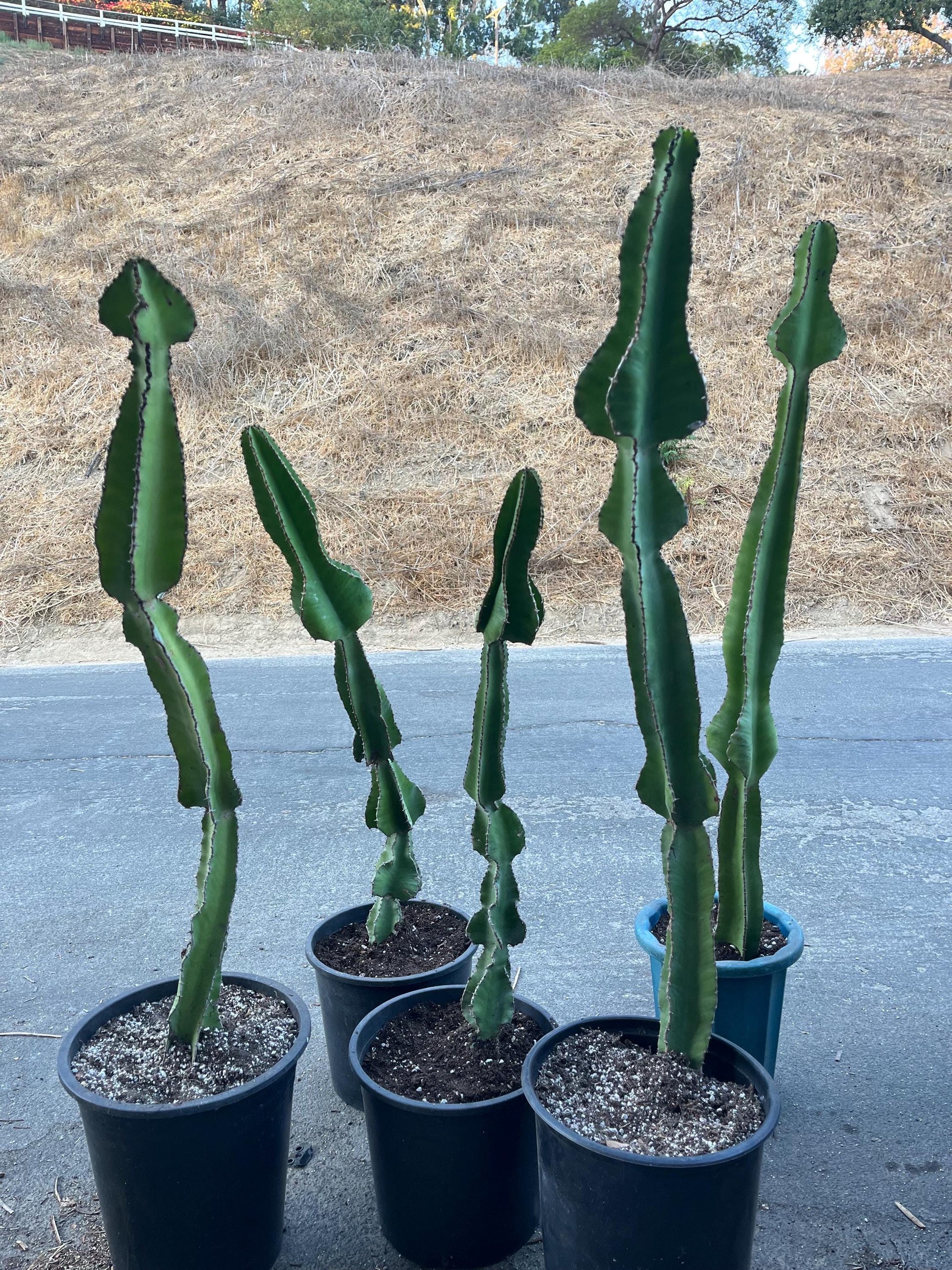 Euphorbia Cooperi Cuttings and Rooted Plants - Cactology