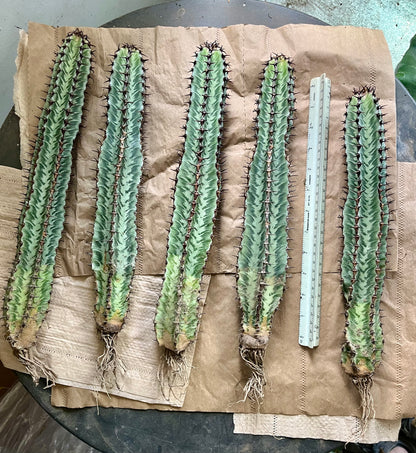 Enchanting Zebra Cactus - Euphorbia confinalis ssp. rhodesia