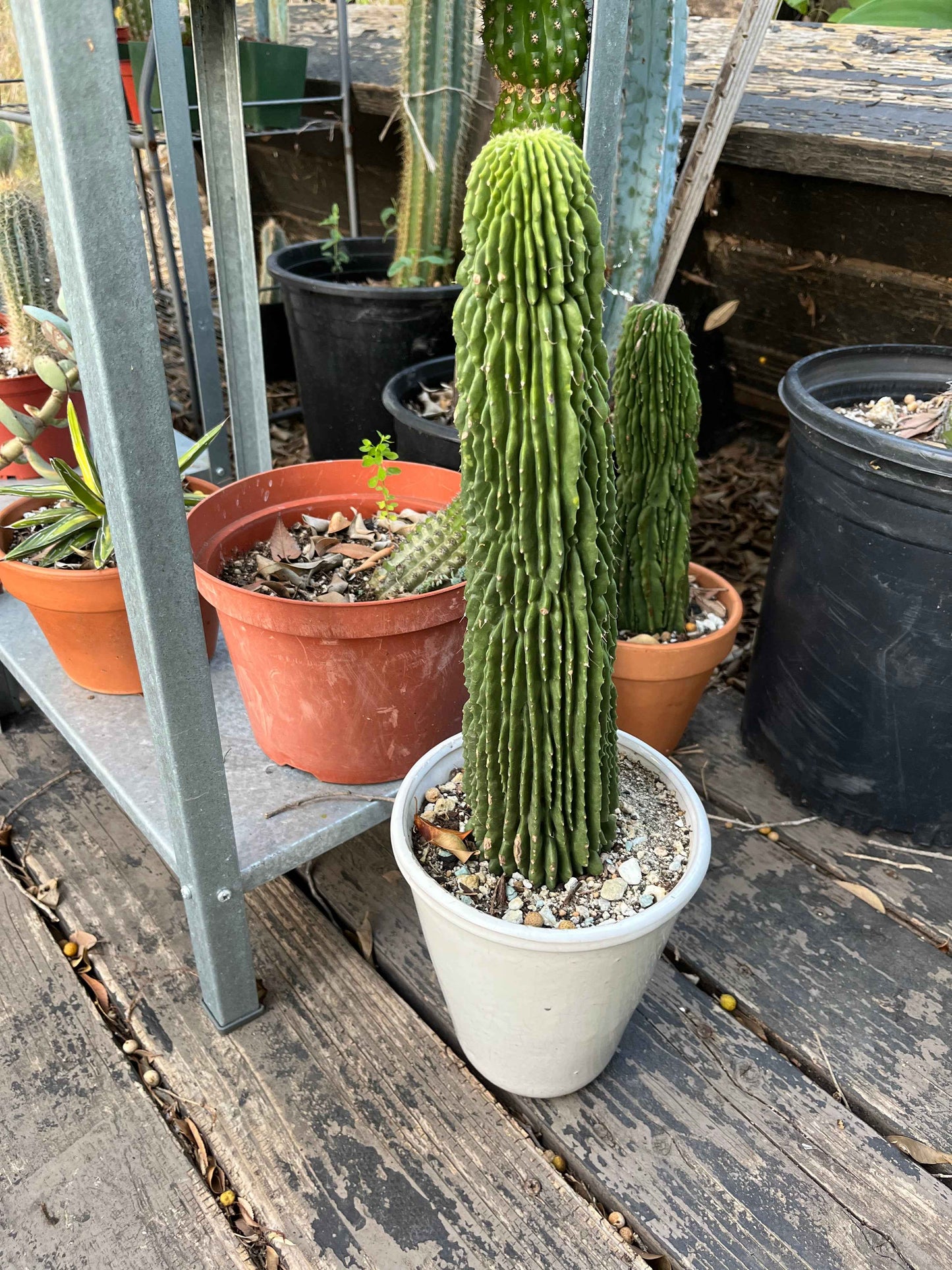 Neobuxbaumia polylopha Inermis | Spineless Golden Saguaro | Holy Grail Collector Cactus | Rare Mutated Plant
