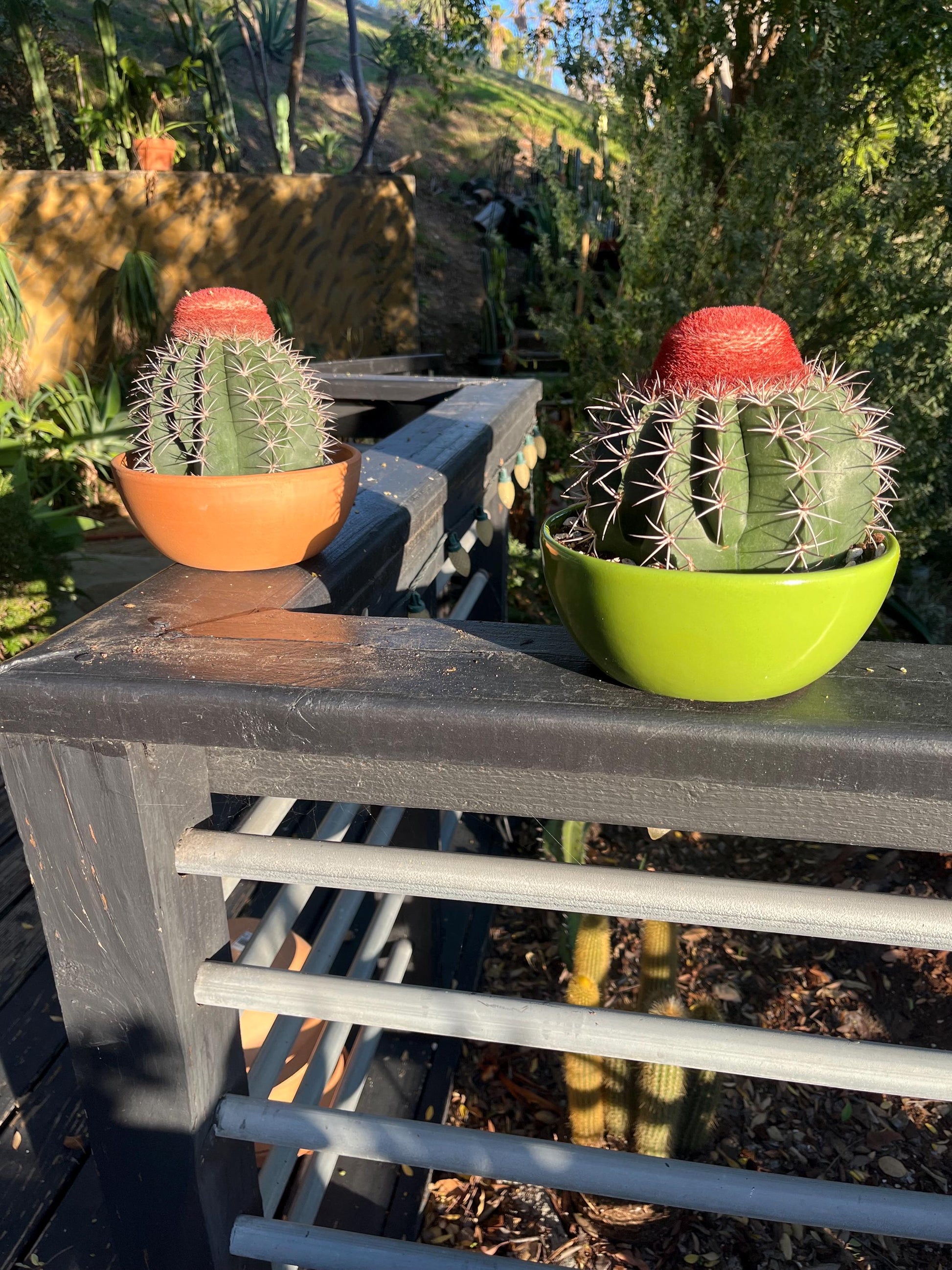Gargantuan Melocactus matanzanus | Turk’s Cap Cactus with matured Cephalium - Cactology